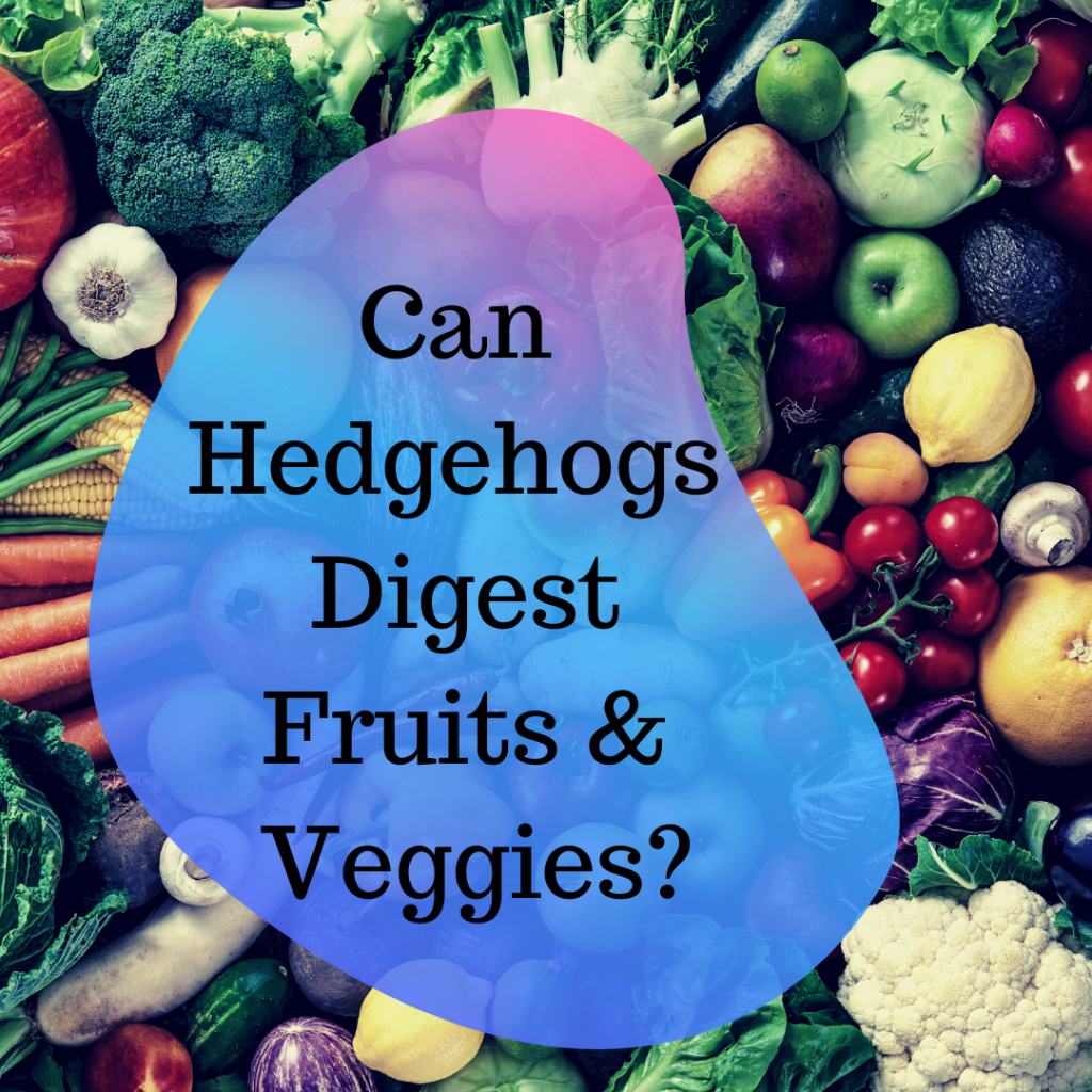 Can hedgehogs digest fruits and vegetables?