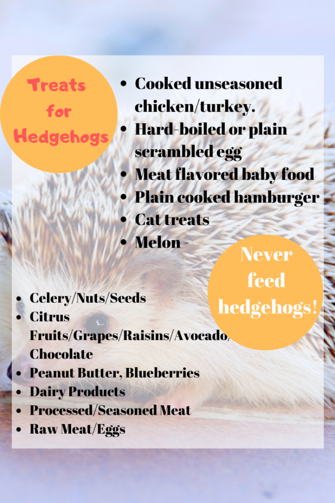 Hedgehog Food Guide: Treats & What Foods to Avoid