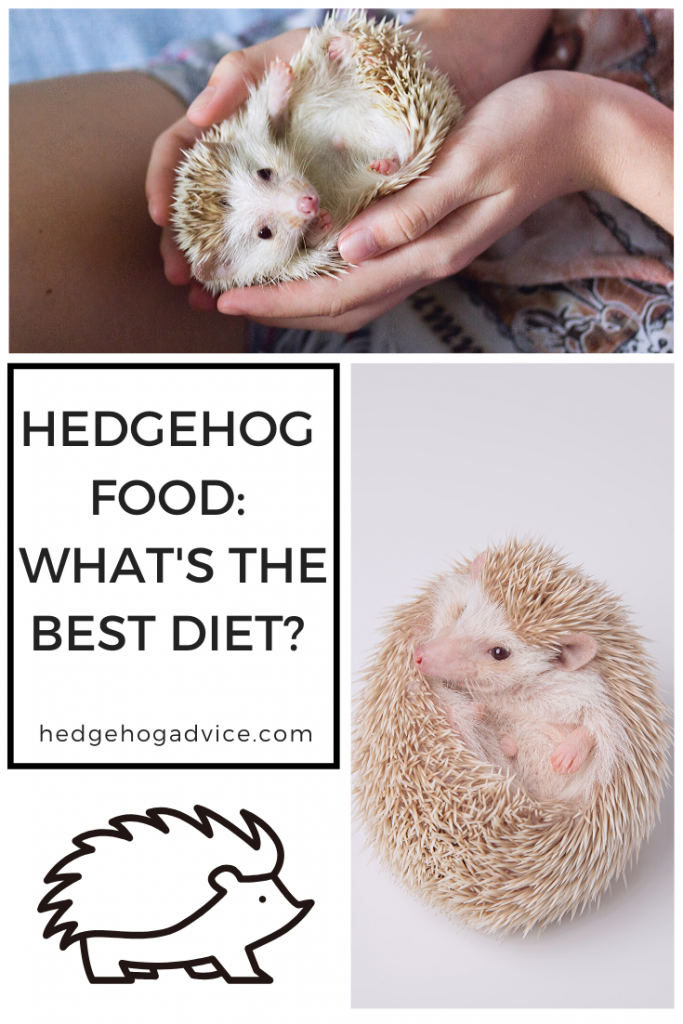 Hedgehog Food: What's the best diet? Picking a hedgehog food to buy can be very confusing, but not to fear! I've spent countless hours researching into hedgie food, here's all you need to know!