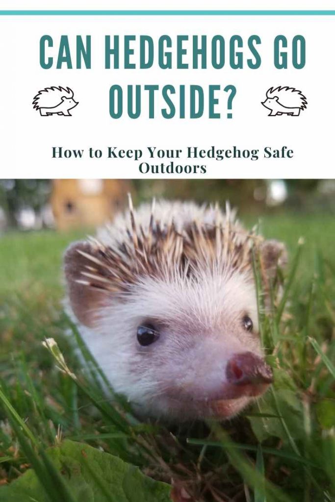 Can Hedgehogs Go Outside? How to Keep Your Hedgehog Safe Outdoors