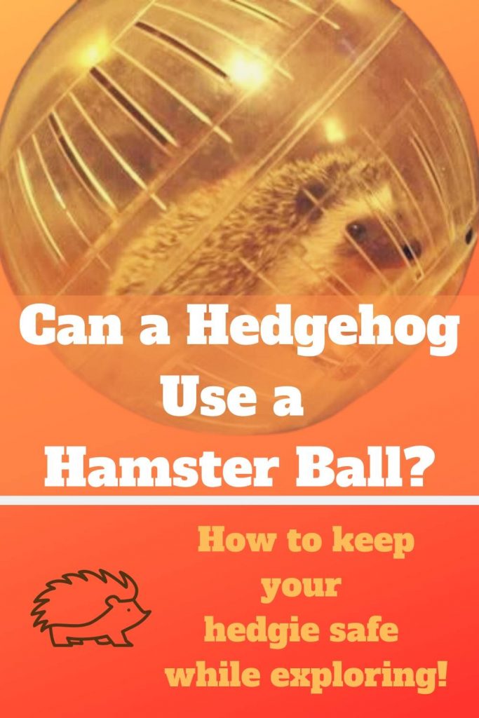 Can a Hedgehog Use a Hamster Ball?