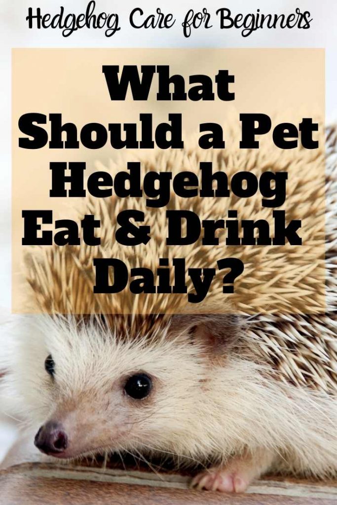 How Much Should Hedgehogs Eat and Drink a Day?
