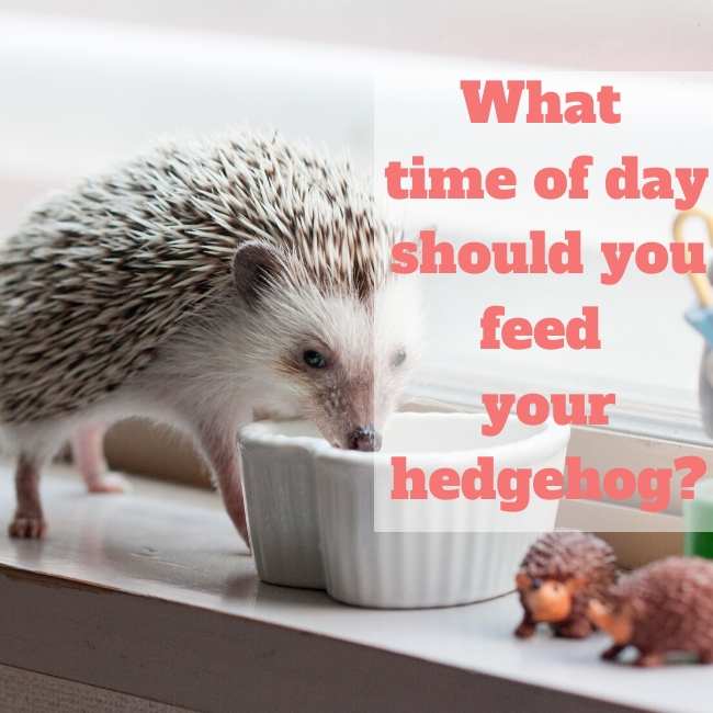 What time of day should you feed your hedgehog?