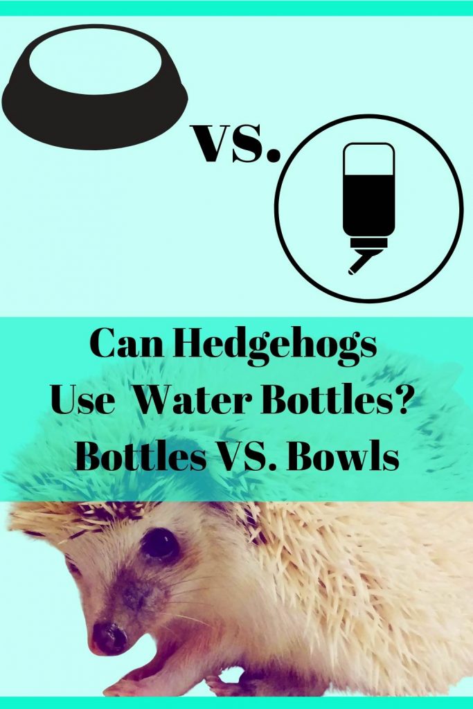 Can Hedgehogs Use a Water Bottle? Bottles VS. Bowls The Showdown!