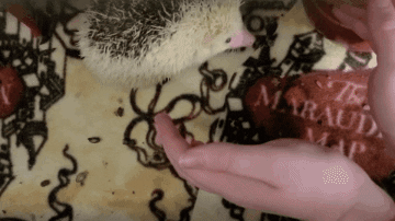 How to Pick Up a Scared Hedgehog Without Getting Pricked
