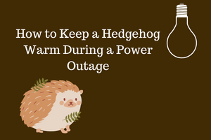 Keep a Hedgehog Warm During Power Outage